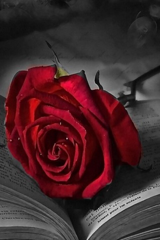 Mawar yang indah