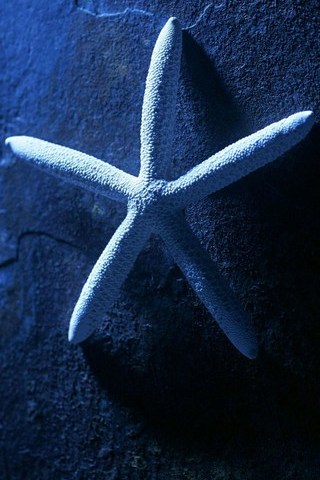 Чудесная морская звезда