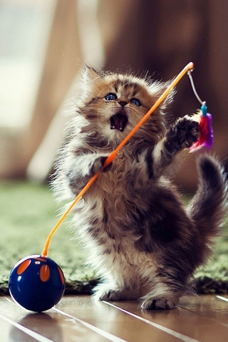 Kitten Playing