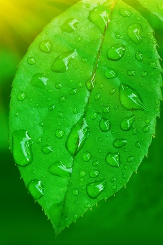 Yeşil Yaprak