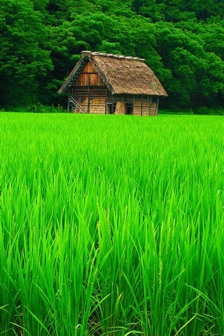 绿色的植物和小屋