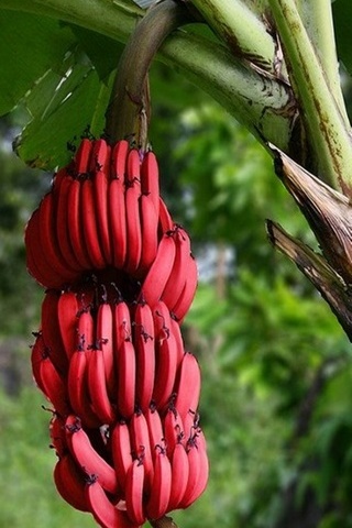 Banane rosse