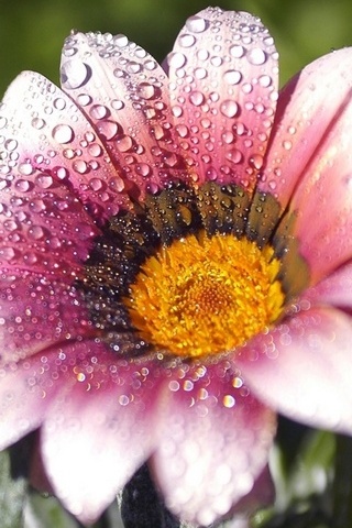 Wet Flower