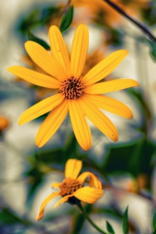 Wallpaper Bunga Kuning Hd WallpaperShit Wallpaper Bunga Kuning Hd WallpaperShit
