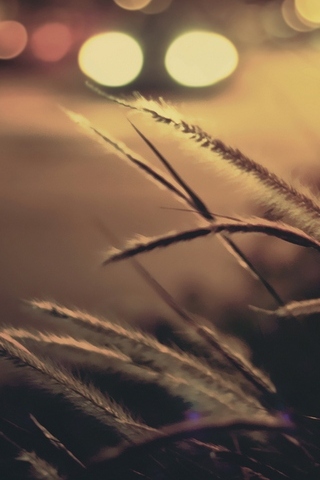 Nature 022