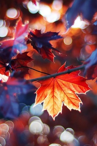 Autumn Leave
