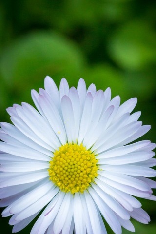 Bunga matahari putih
