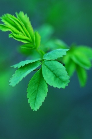Зелена весна-листя