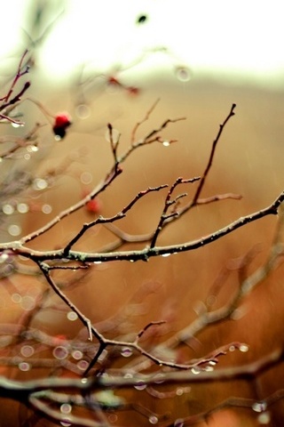 Wet BRAnches