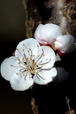 White Apricot