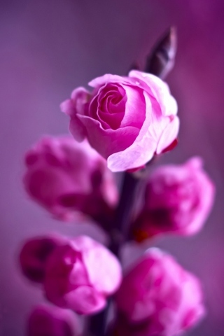 Cabang Pink Roses