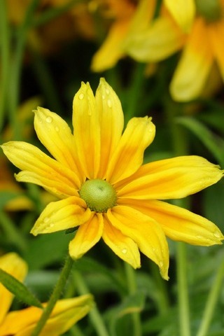पिवळ्या फुले