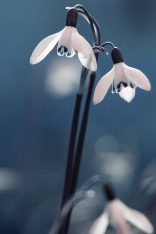 Opened-Snowdrops