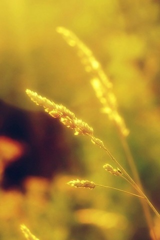 Padi Wallpaper Download Ke Ponsel Anda Dari Phoneky