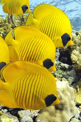 Ikan Kuning