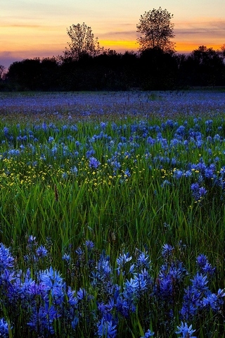 Flores azuis