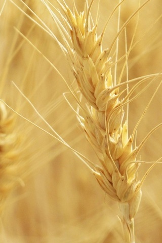 Buğday-Dikenler