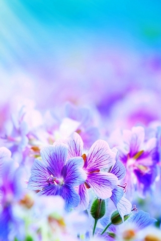 Фіолетові квіти