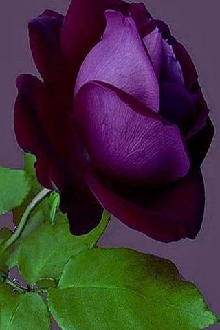 Fioletowa róża
