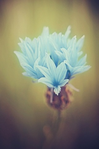 Блакитна квітка