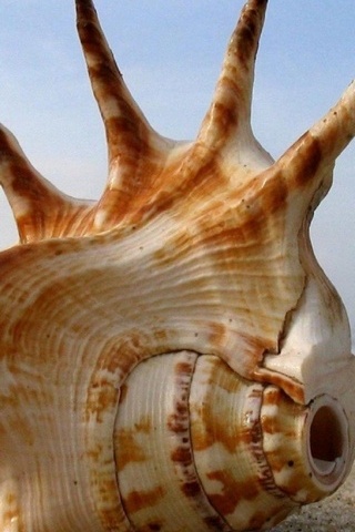 Beach Conch Shells Sea Sand Paisaje