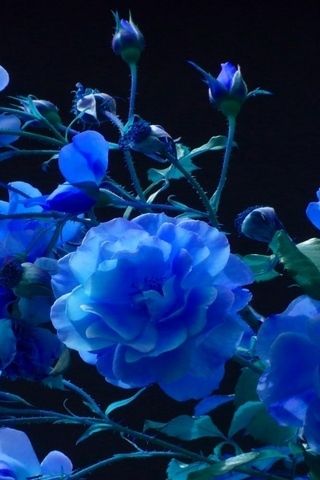 Blaue Blütenblätter