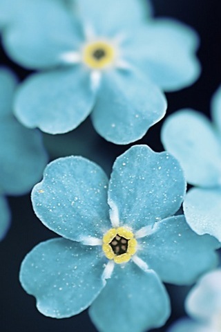 Forget Me Blue Flowers