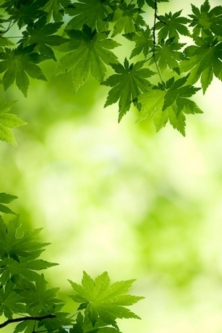 Green-Maple-Leaves