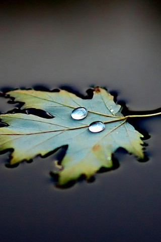 Вода листя падає