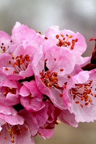 Apricot Flower