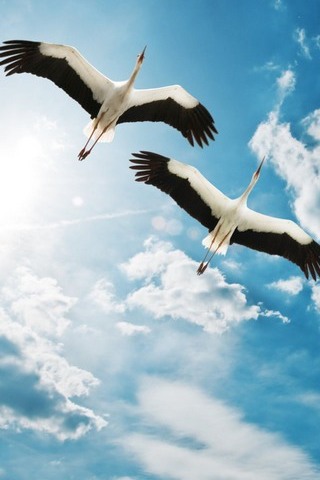 Storks-s