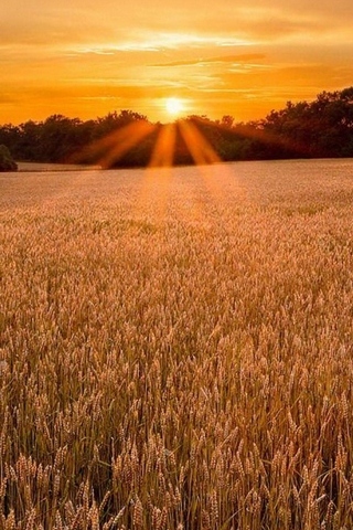 Sunset On A Wheat Field