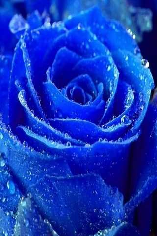 Iphone 5 blaue Rose