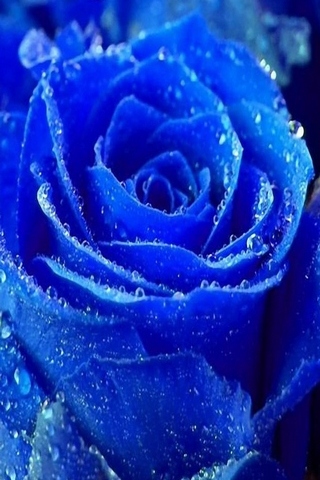 Iphone 5 Blaue Rose Hintergrund Lade Auf Dein Handy Von Phoneky Herunter