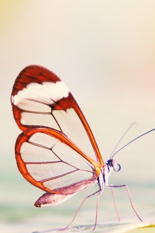 Alas-Mariposa transparente