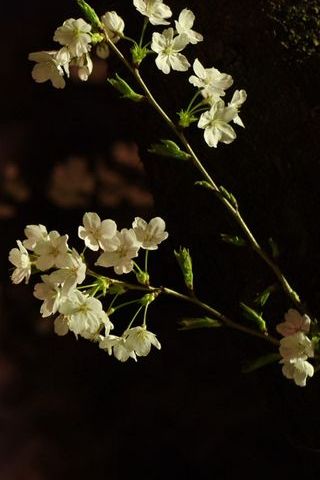 Gece Kiraz Çiçeği