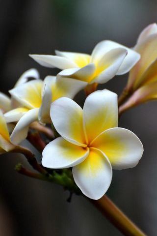 Spring Plumeria