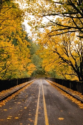 Outono-estrada