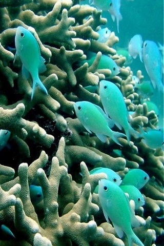 Рыбы и кораллы