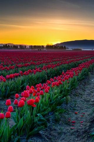 Spring Tulips