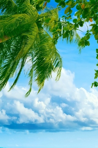 Palmiye ağacı ve plaj