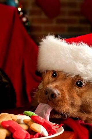 Weihnachten Doggy
