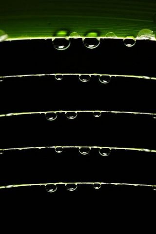Dewdrops