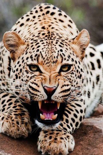 Roaring-leopard