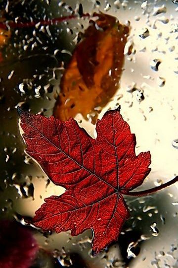 Red Leaves