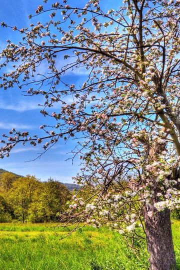 Spring Apple Tree
