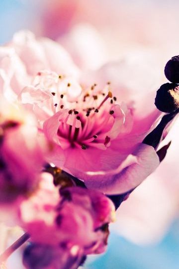 Sakura-Blüten