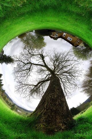 Nature's Whirl: A Fisheye Perspective 🌳✨