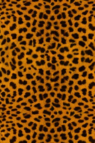 Wild Elegance: The Chee..