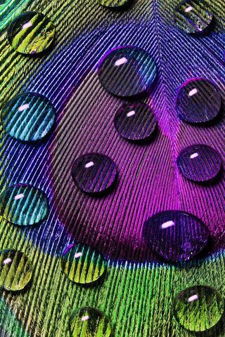 Nature's Jewels: A Colorful Dance on Feather